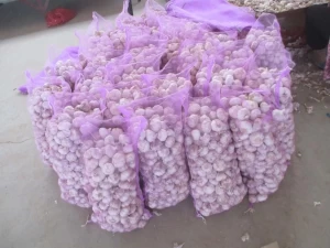 Wholesale price fresh garlic