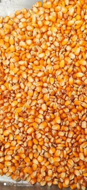 Top Quality Yellow Maize Corn GMO Wholesale Price