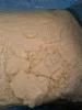 Cocoa Butter
