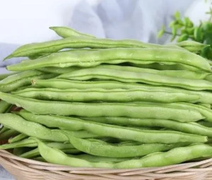Almighty Bush Bean King Bean Seeds Chinese Vegetable Seeds