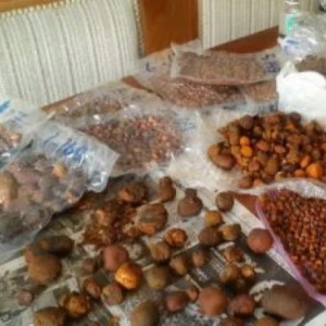 Quality Cow Gallstones / Ox Gallstones for sale very good price