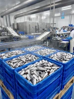 Frozen Sardine (Sardina Pilchardus) - Whole Round, Export Grade