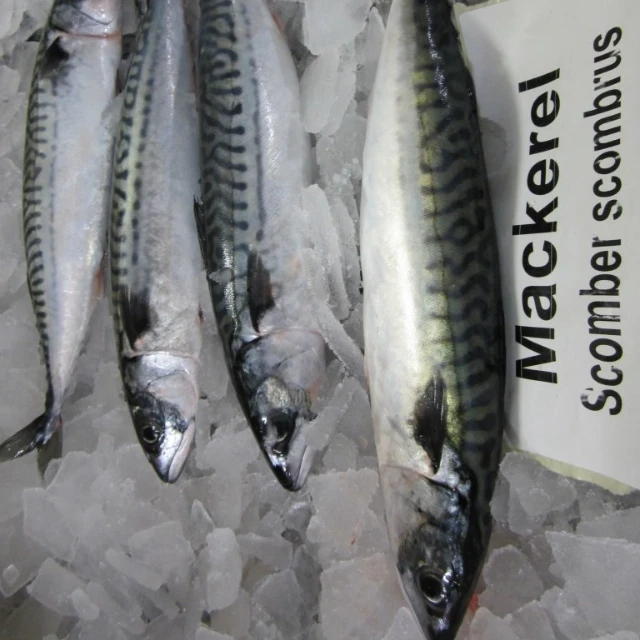 Buy Frozen Atlantic Mackerel For Sale( / Atlantic