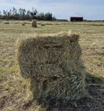 Hay, gold