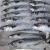 Import Frozen Atlantic Mackerel Fish from Norway
