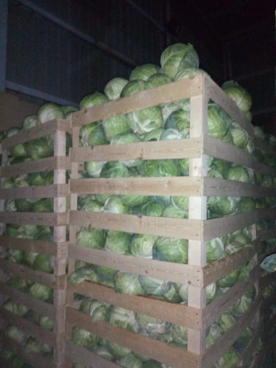 Buy Fresh Iceberg Lettuce from alshams for general import and export