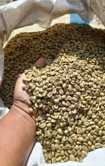 Arabica And Robusta Coffee Beans , Green Coffee Beans for sale