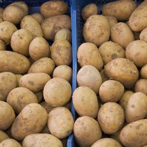 100% common cultivation potato product type Fresh Potato