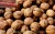 Import 100% Healthy And Best Walnuts In Shell Or Walnut Kernels International Superior Grade. from Republic of Türkiye