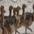 Import 100% Healthy Ostrich Chicks , Fertilized Eggs,Red and Black neck ostrich chicks from China