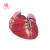 Import 2 Parts Anatomical human teaching plastic medical heart model from China
