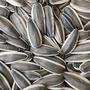 2020 High Performance Raw Natural Chinese wholesale sunflower black seeds