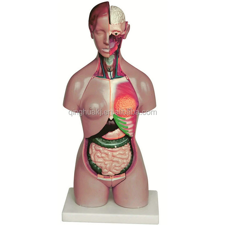 42cm anatomical human torso model 12parts