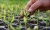 72 Cell Plastic Nursery Pots Seed Germination Trays