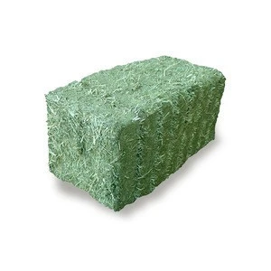 Alfalfa Hay Green