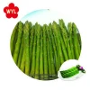 Best quality fresh frozen asparagus manufacturer