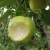 Import Best Quality Sweet Fresh Delicious Pear Fruit Grade A - Wholesale/Bulk from USA