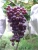 Import bulk Sweet Fresh Red Grape For Sale Chinese Fresh  seedless Grape For Sale from China