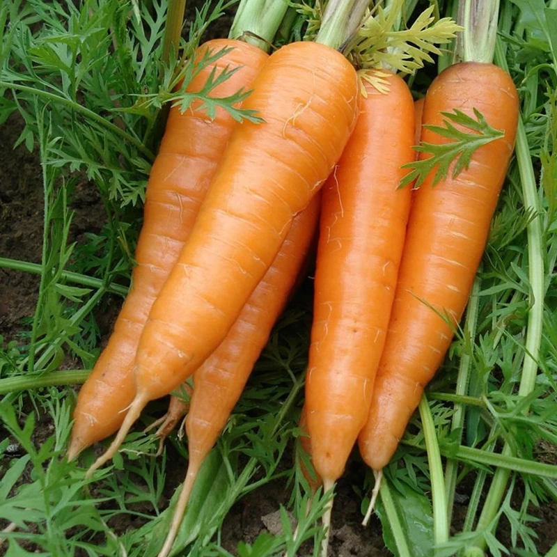 Carrot export from china farm natural fresh carrot