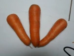 Carrots