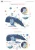 Import Cartoon animal whale ocean detachable wall sticker childrens room bedroom background kindergarten classroom self adhesive Decal from China