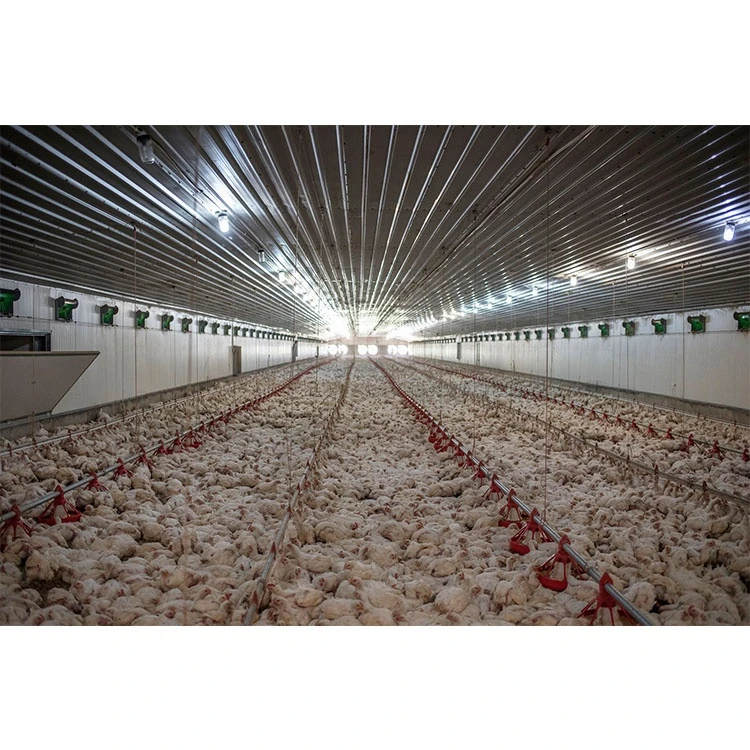 chicken nesting system laying egg chicken farming house poultry farm equipment