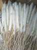 China Yunnan Factory Price deep pampas grass dried flowers