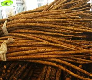 Chinese Yokid Golden Fresh Burdock Root For Export