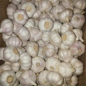 dried red garlic fresh wholesale garlic peeled garlic