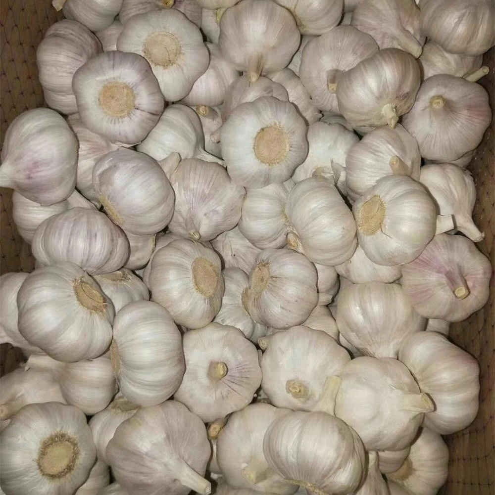 dried red garlic fresh wholesale garlic peeled garlic