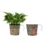 Import Econo Unique Balcony Wall Mounted Decor Hanging Planter Basket Flower Pot Handle Hanging Plant Pot from China