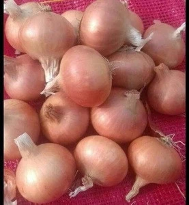 Egyptian Fresh Onions
