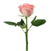 Farm Wholesale Price Fresh-cut Diana Rose Flower With Long Stem From Yunnan For Flower Shop