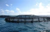 Fish trap for farming fingerings aquaculture pens HDPE Bracket