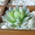 Import Flocking succulent plants flower arranging accessories artificial cactus aloe lotus home decoration plant pot culture from China
