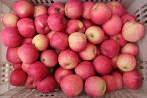 Fresh apples Red Fuji