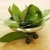 Import Fresh bay leaf essential oil popular for massage from China