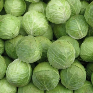 Fresh Cabbages Light Green Fresh Cabbages