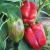 Import Fresh Capsicum /Yellow green and red capsicum/Fresh Capsicum Pepper from South Africa