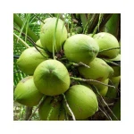 Fresh Coconut 100% Natural From Thailand