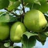 Fresh early su pear with best price by whole sale