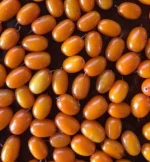fresh frozen sea-buckthorn new cropwith best price