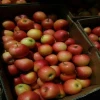 Fresh gala apple