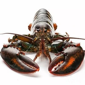 Fresh Live Lobster for Sale
