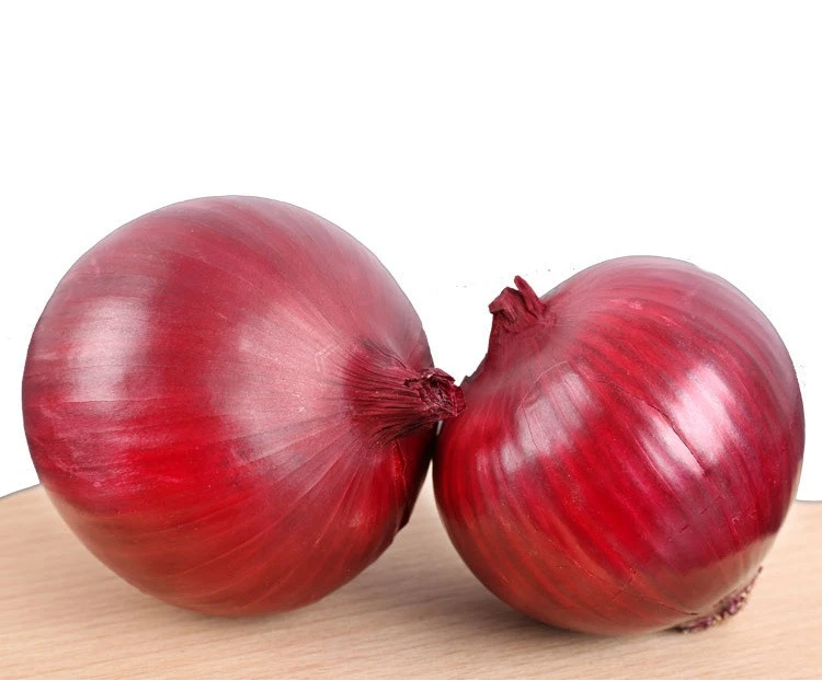 Fresh Onions/ Yellow Onion/ red onion from Europe