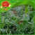 Import Fresh Pea Shoots for sale from China