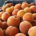 Fresh Peaches Grade A