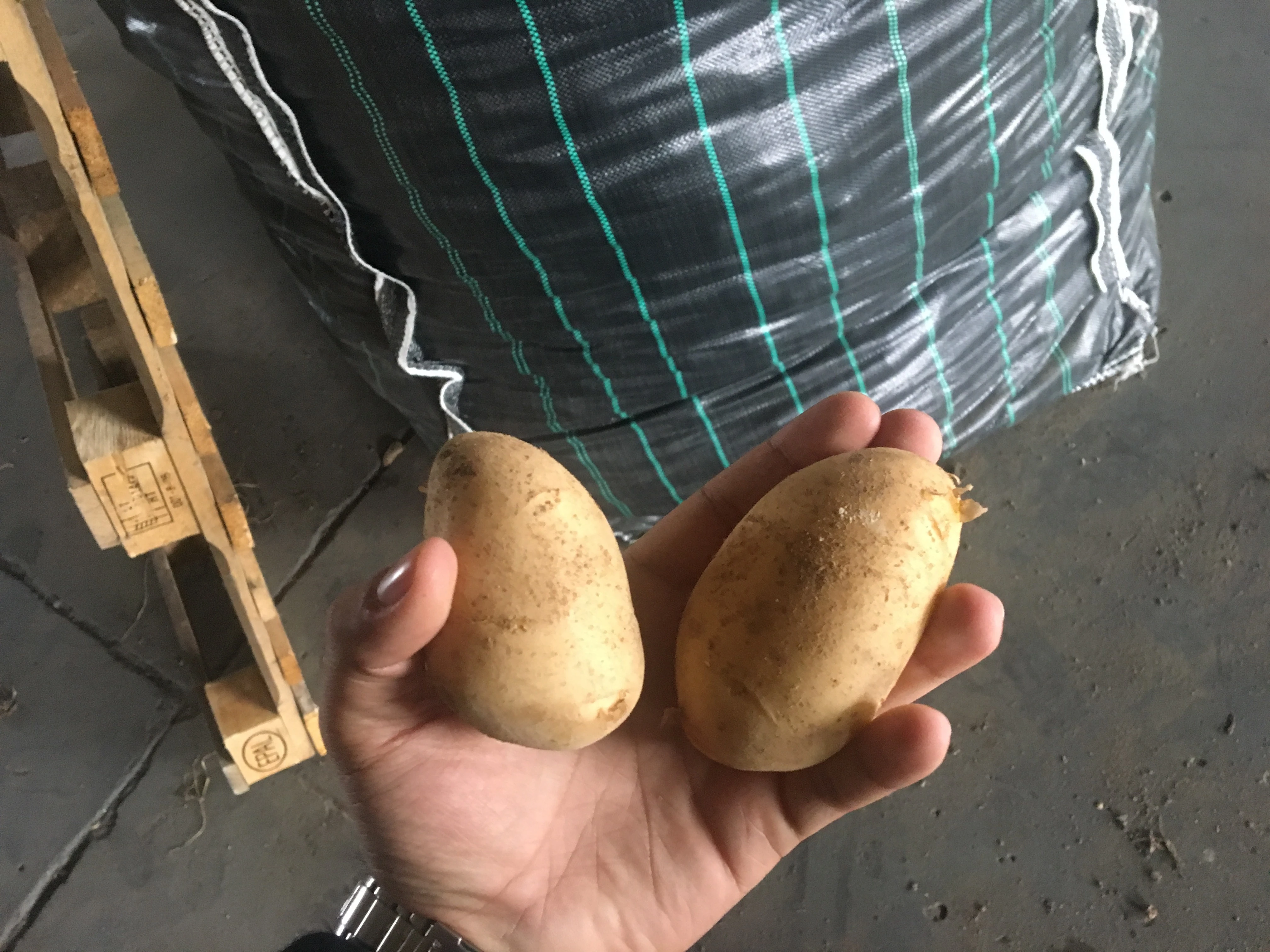 Fresh Potato high quality Potatoes new season