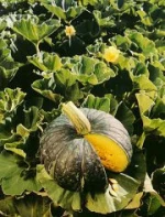 Fresh Pumpkin