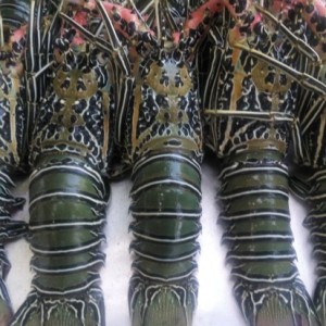 Fresh Quality Pacific Canadian Red Lobsters for sale